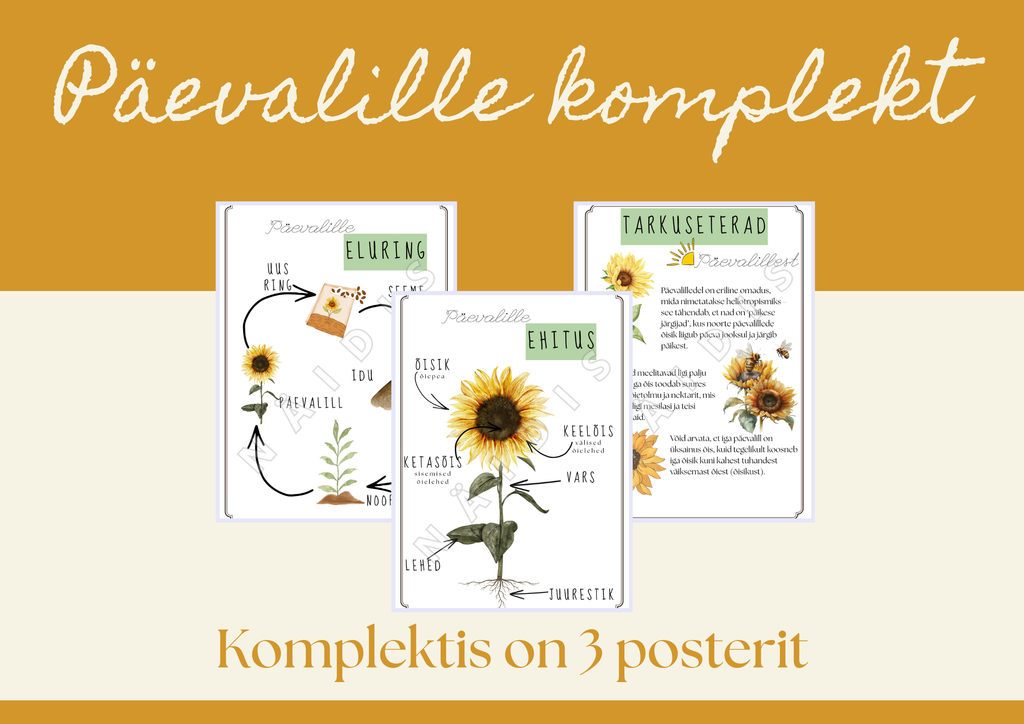 Päevalille õppekomplekt lastele – elutsükkel, taime ehitus ja looduspostrid (prinditav PDF)